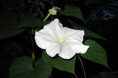 Ipomoea alba